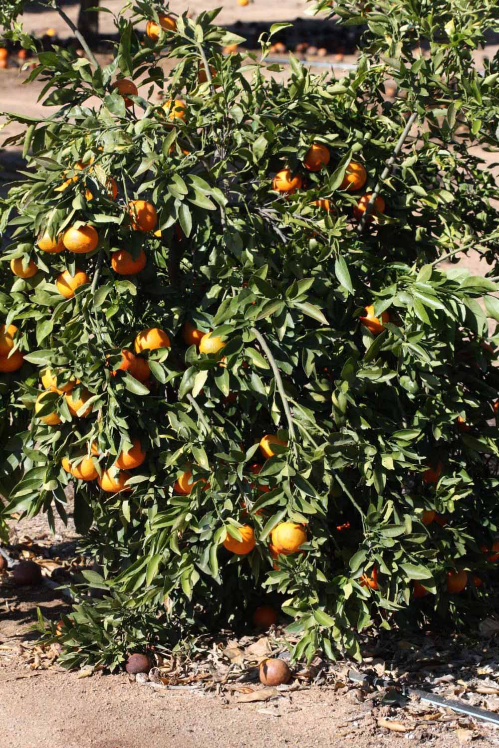              Habit (Riverside, CA)       